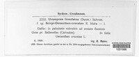 Uromyces lineolatus image